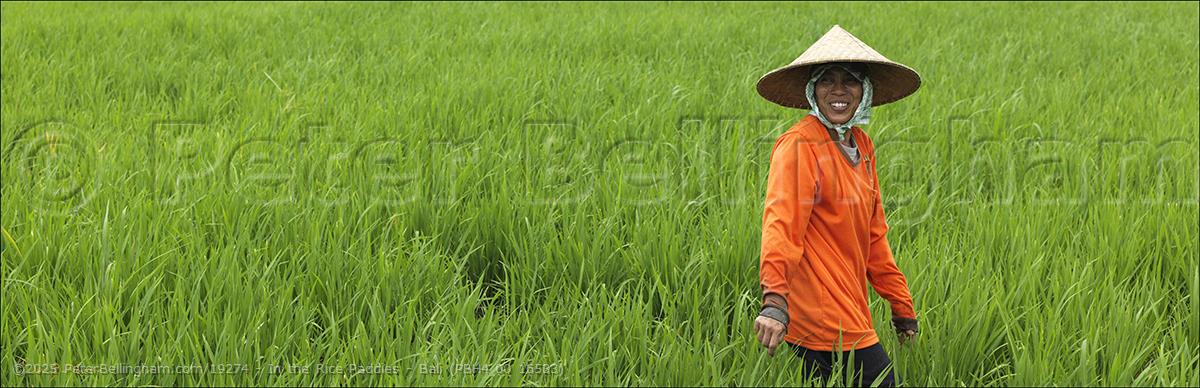 Peter Bellingham Photography In the Rice Paddies - Bali (PBH4 00 16533)